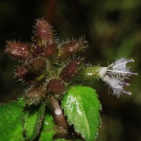 Pogostemon hirsutus Benth.